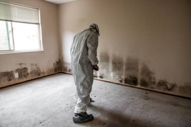 Best DIY Mold Remediation Support Services in West Fargo, ND