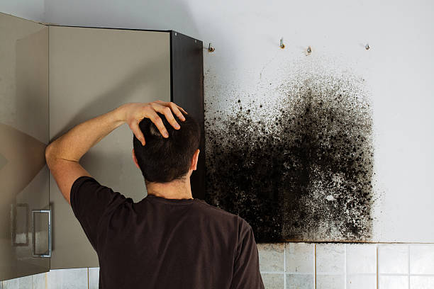 Best Residential Mold Remediation in West Fargo, ND